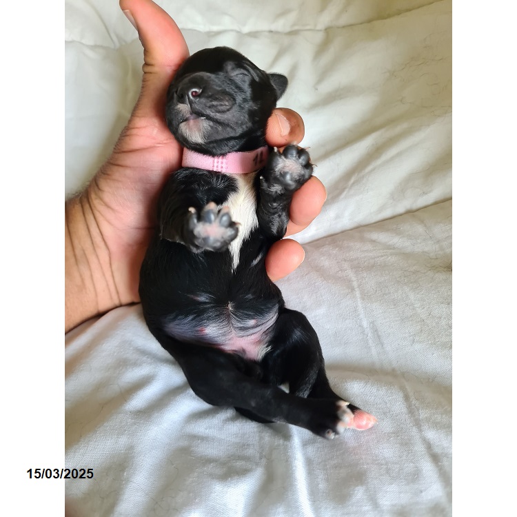 Portuguese water dog puppy