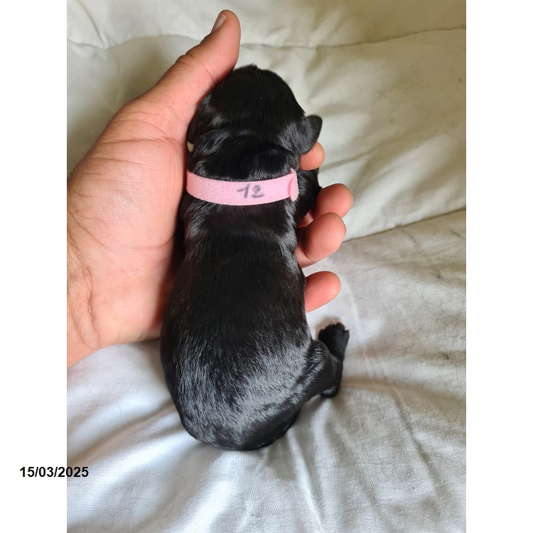 Portuguese water dog puppy