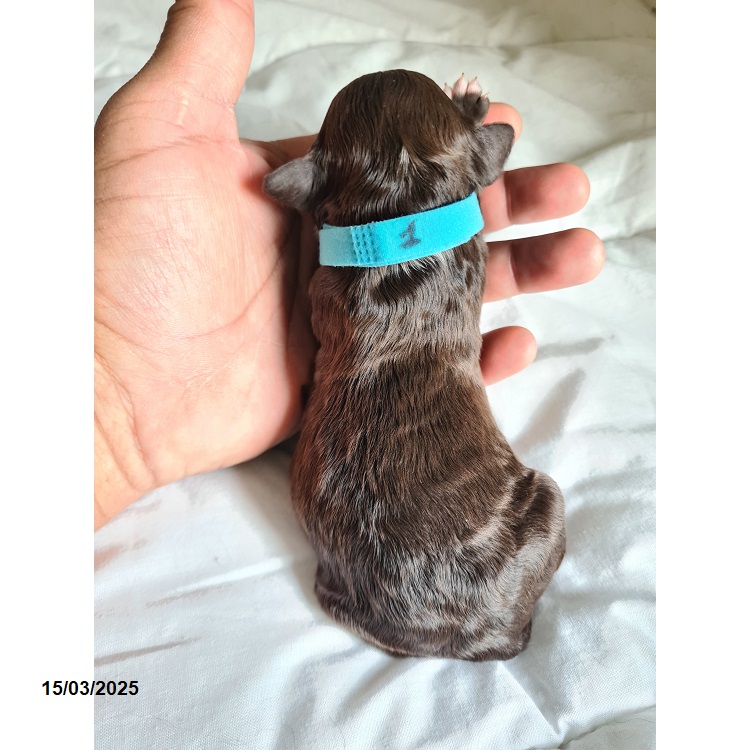 Portuguese water dog puppy