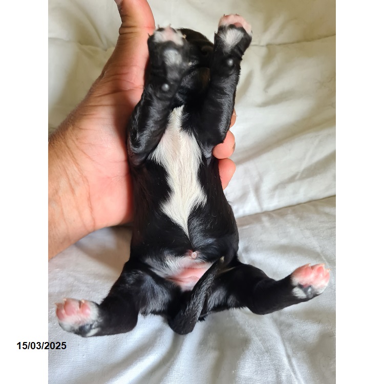 Portuguese water dog puppy