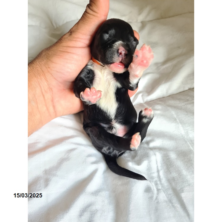 Portuguese water dog puppy