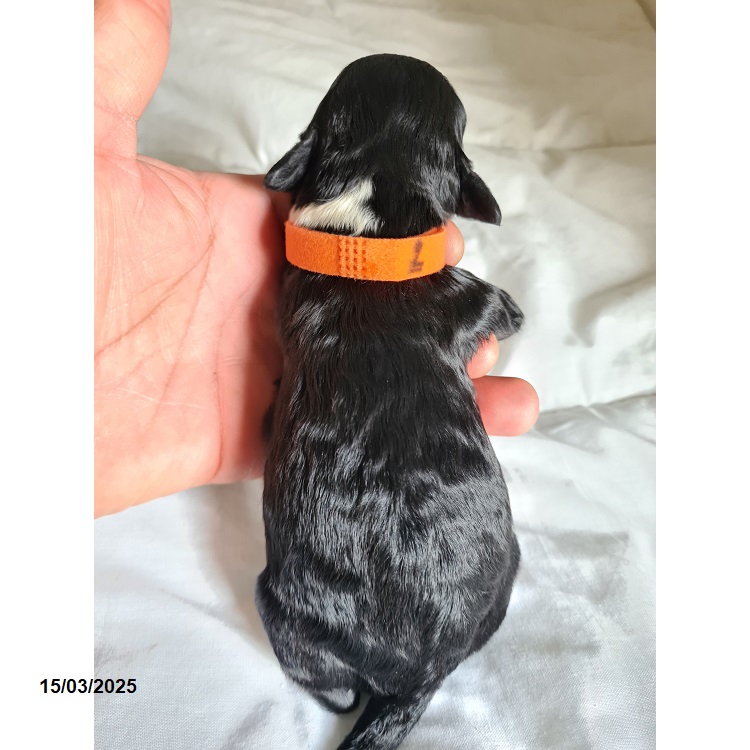 Portuguese water dog puppy