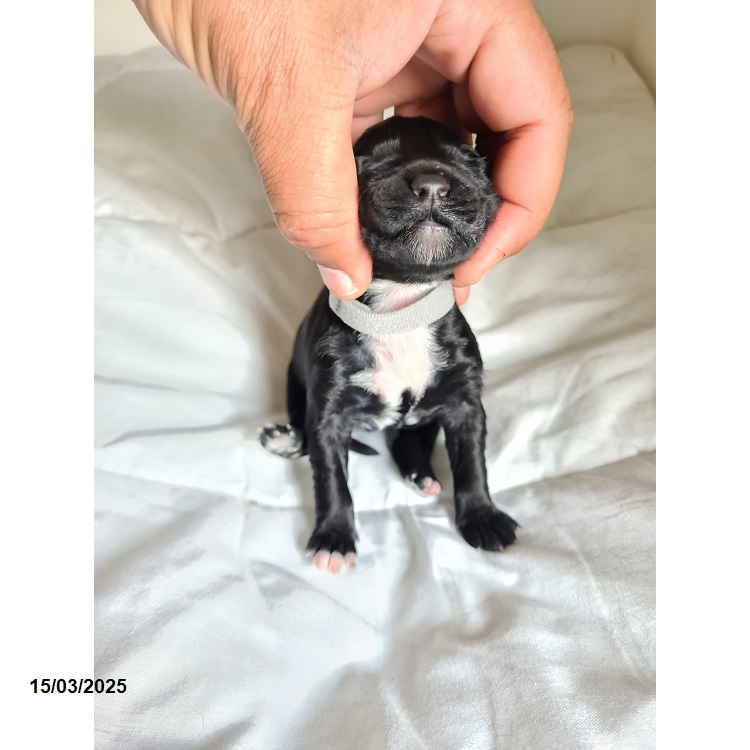 Portuguese water dog puppy