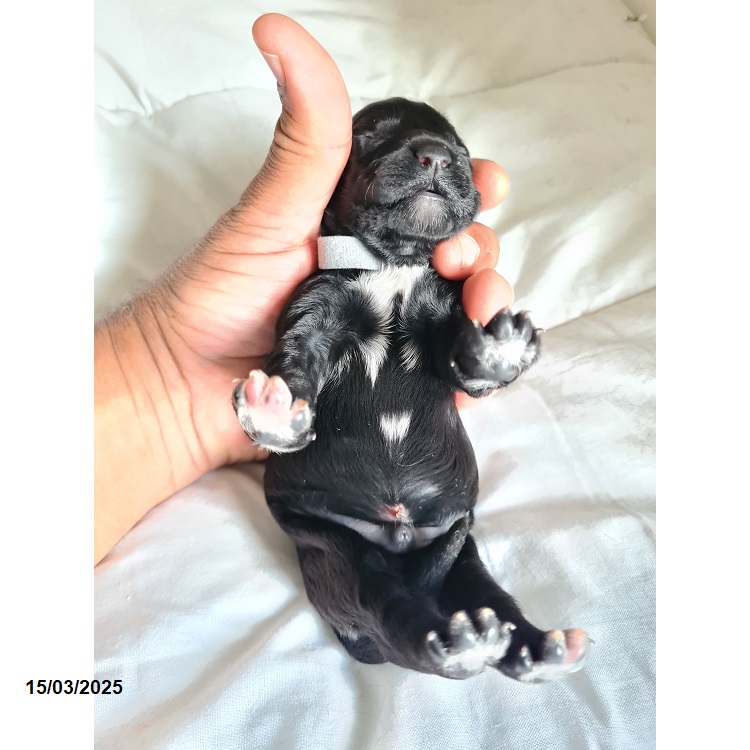 Portuguese water dog puppy