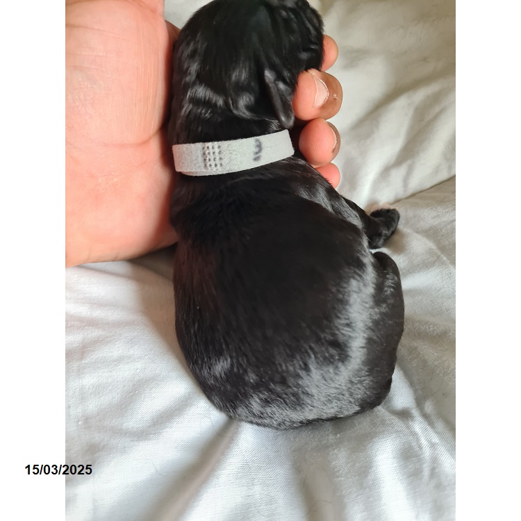 Portuguese water dog puppy