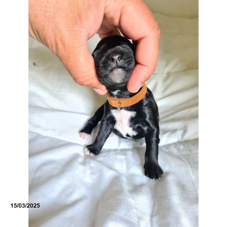 Portuguese water dog puppy
