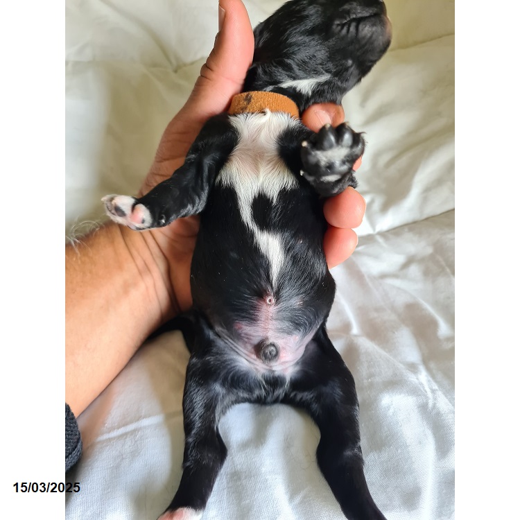 Portuguese water dog puppy
