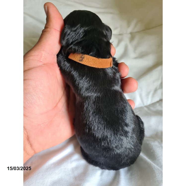 Portuguese water dog puppy