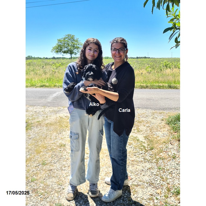 Portuguese water dog puppy