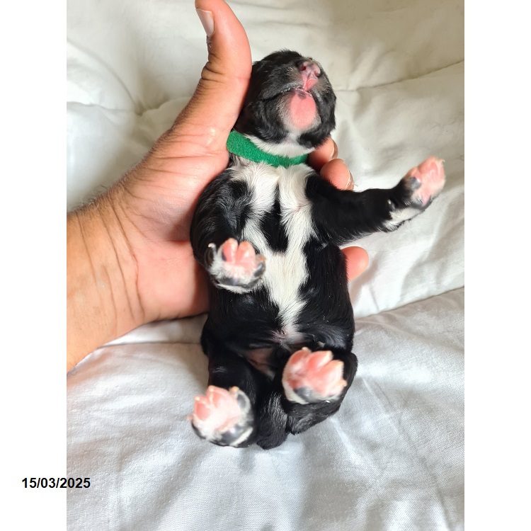 Portuguese water dog puppy