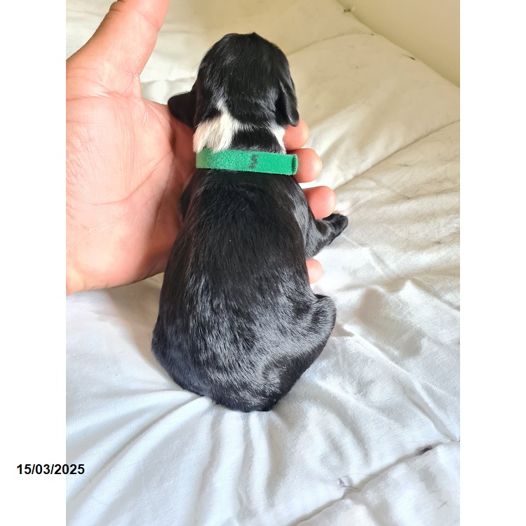 Portuguese water dog puppy