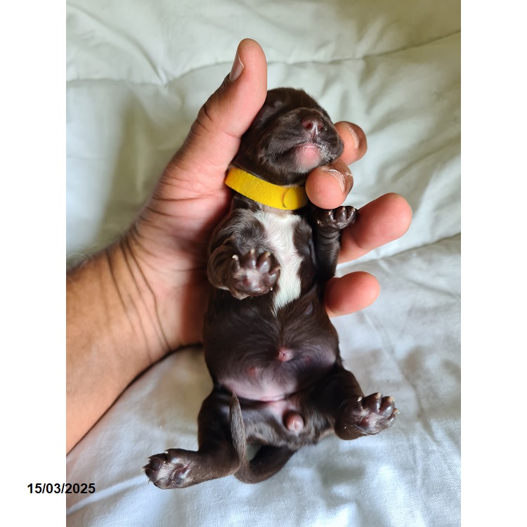 Portuguese water dog puppy