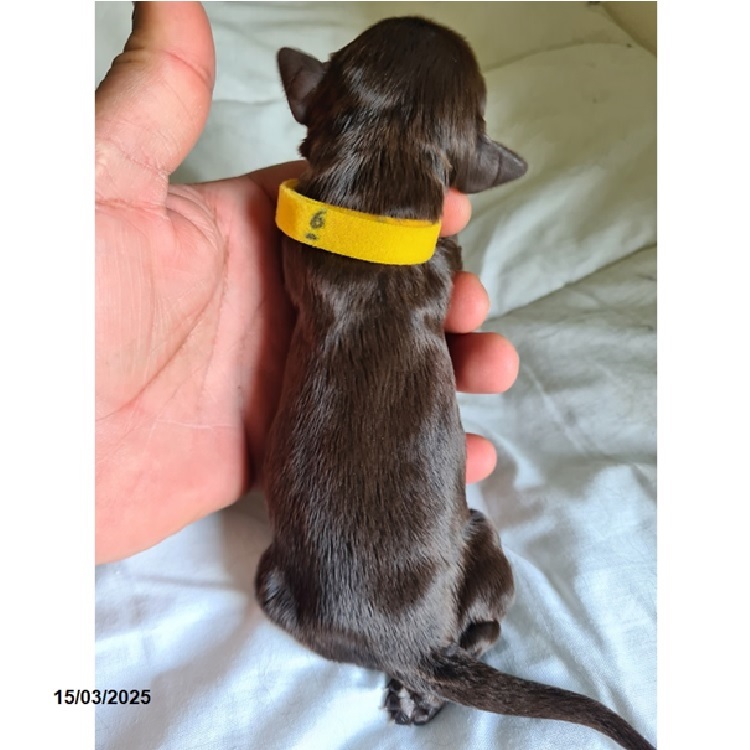 Portuguese water dog puppy
