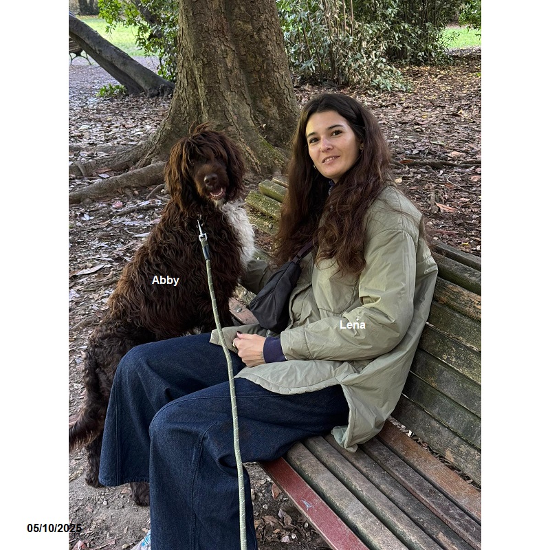 Portuguese water dog puppy