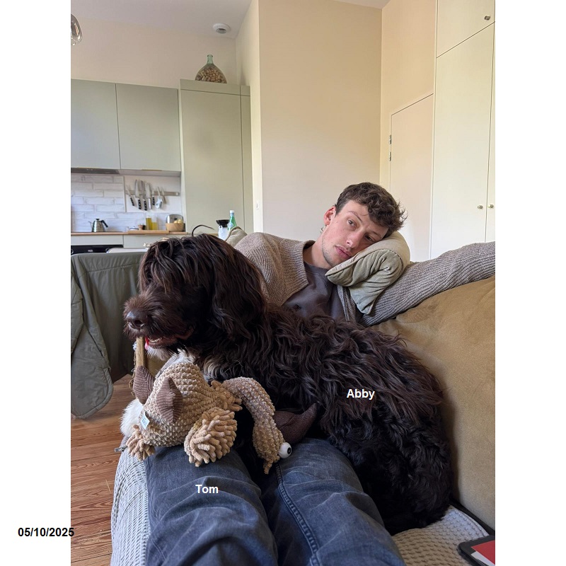 Portuguese water dog puppy