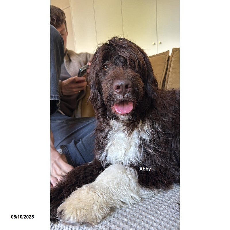 Portuguese water dog puppy