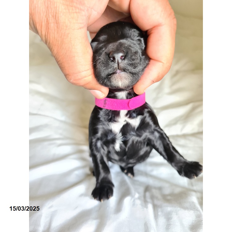 Portuguese water dog puppy
