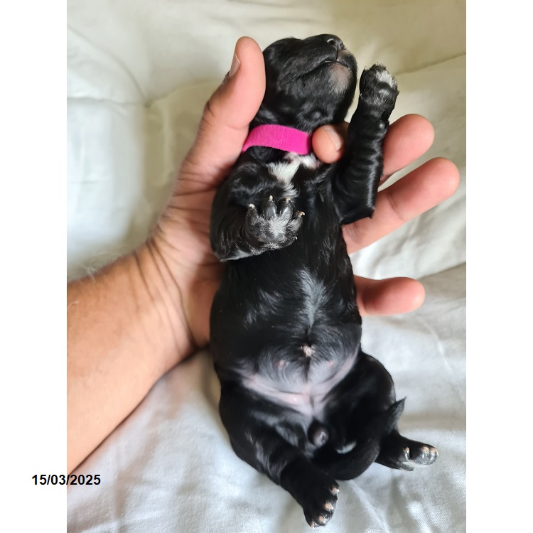 Portuguese water dog puppy