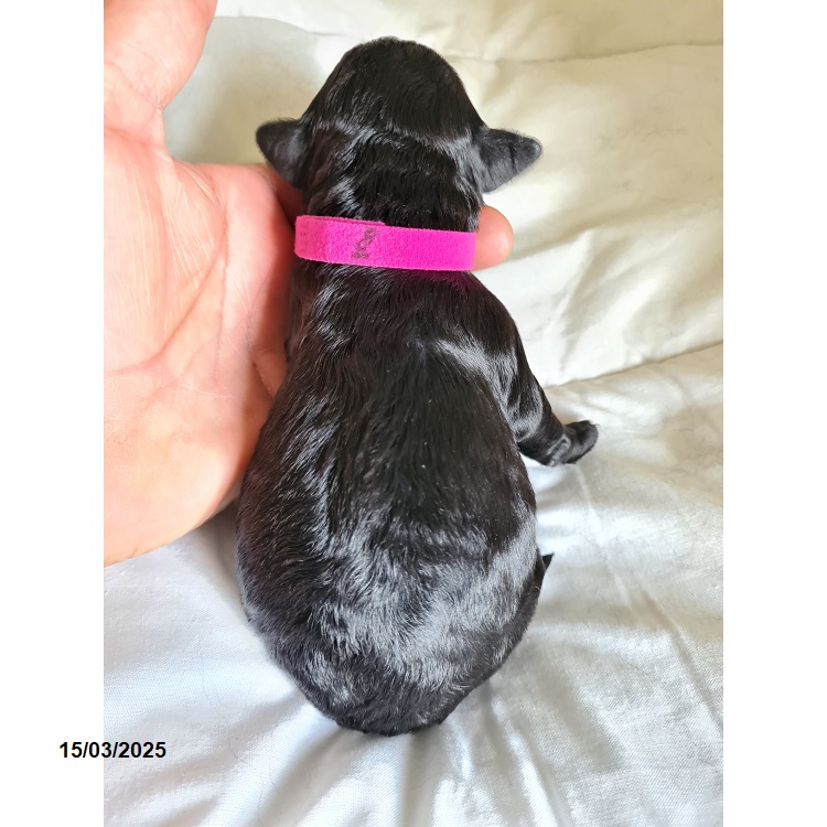Portuguese water dog puppy