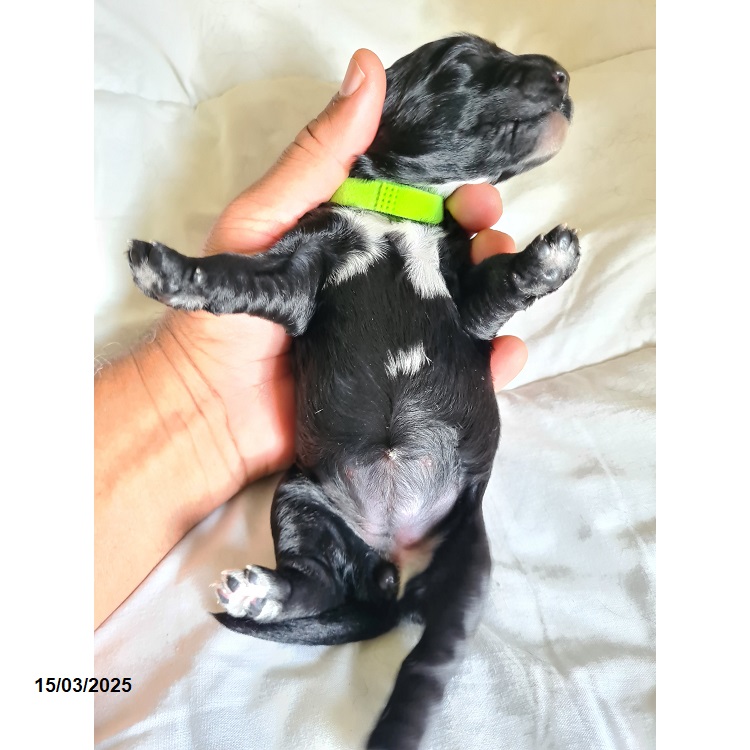 Portuguese water dog puppy