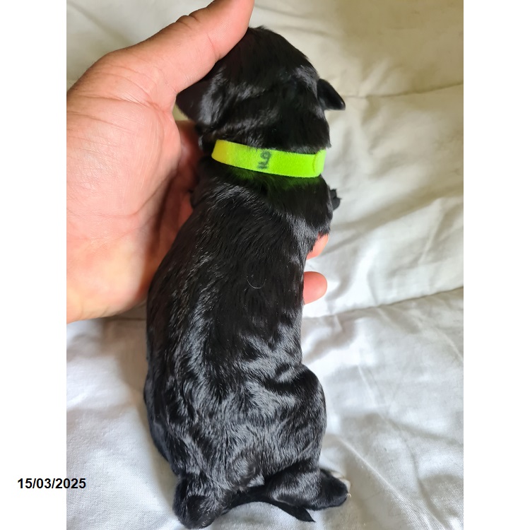 Portuguese water dog puppy