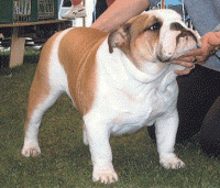 English bulldog, Wyecaple Karaoke