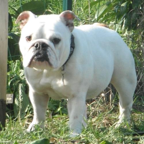 bulldog ou bouledogue anglais