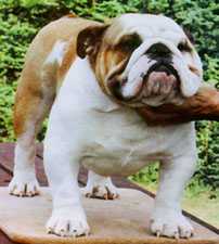 English bulldog, Ch Lynmans Living Legend