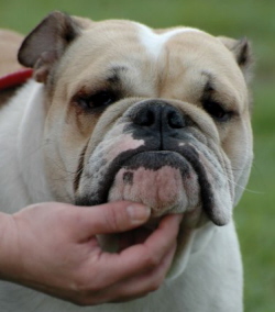 English bulldog : Norma Dyskretny Urok Burzuazji