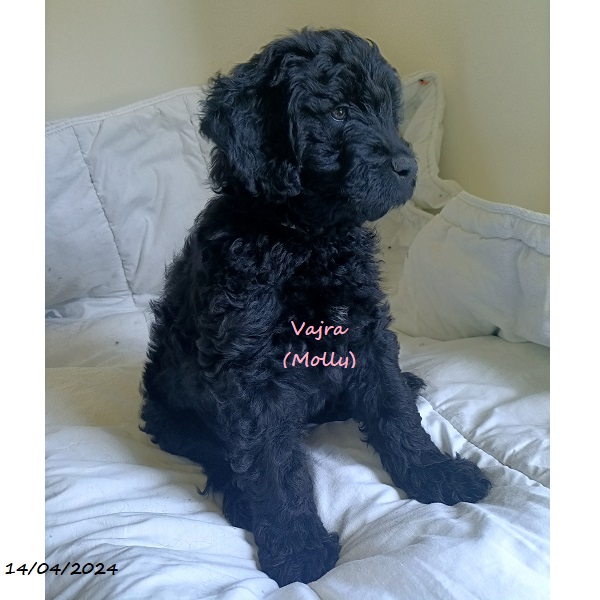 portuguese water dog puppy