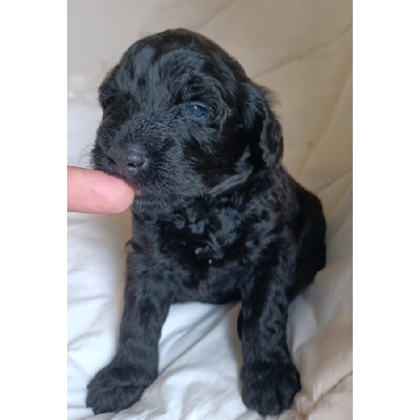portuguese water dog puppy