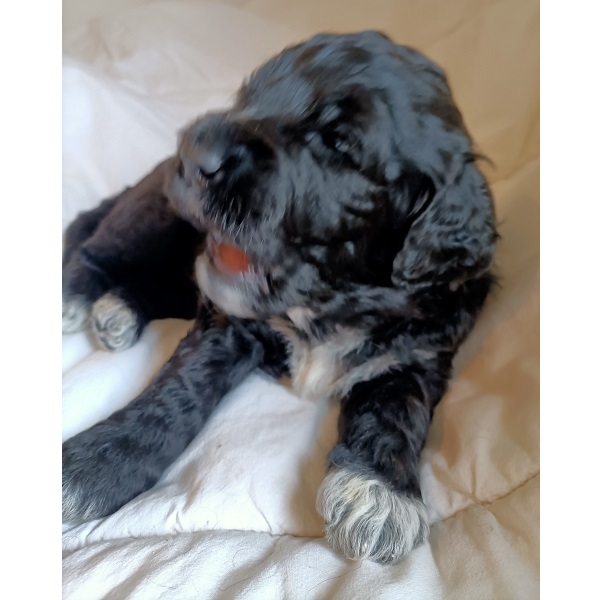 portuguese water dog puppy
