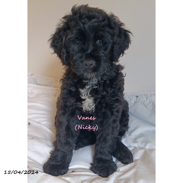 portuguese water dog puppy