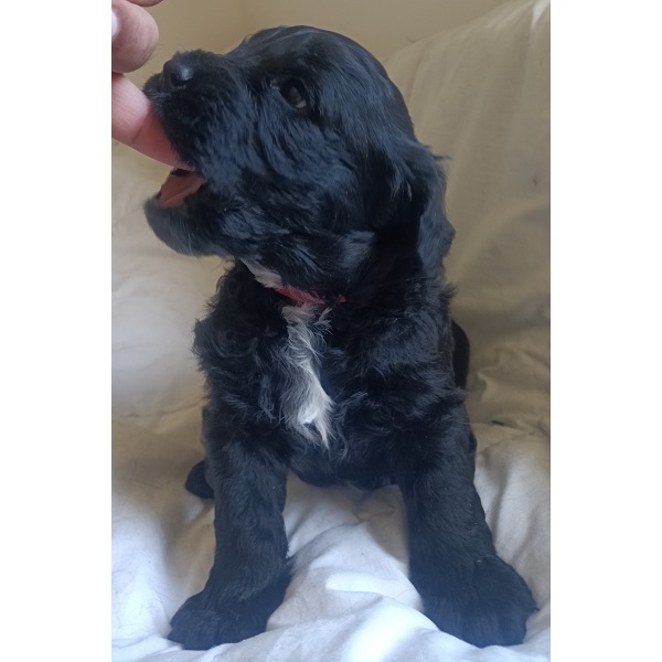 portuguese water dog puppy