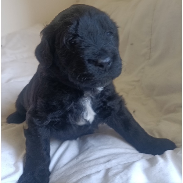 portuguese water dog puppy