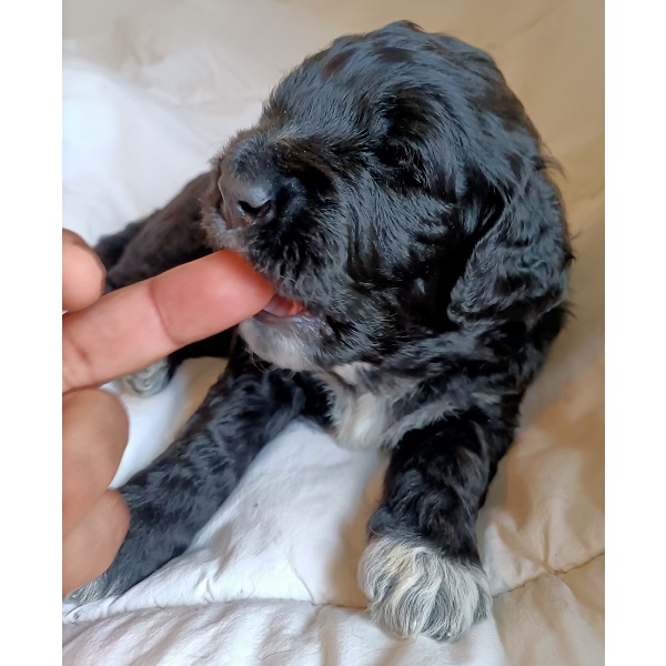 portuguese water dog puppy