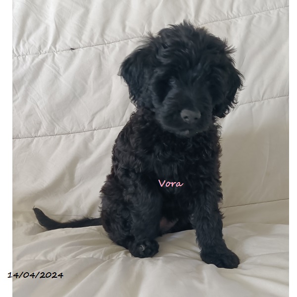 portuguese water dog puppy