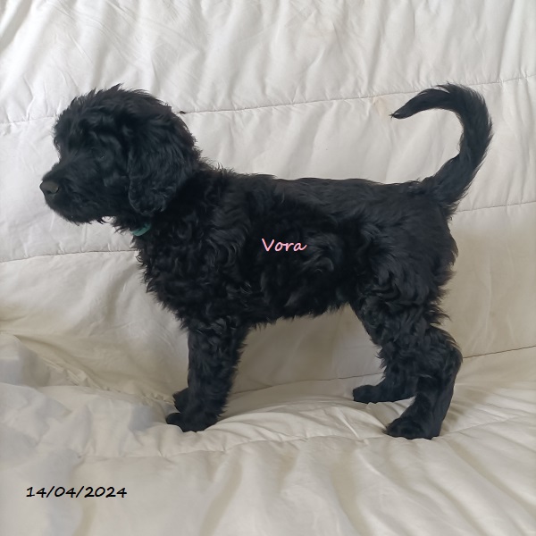 portuguese water dog puppy