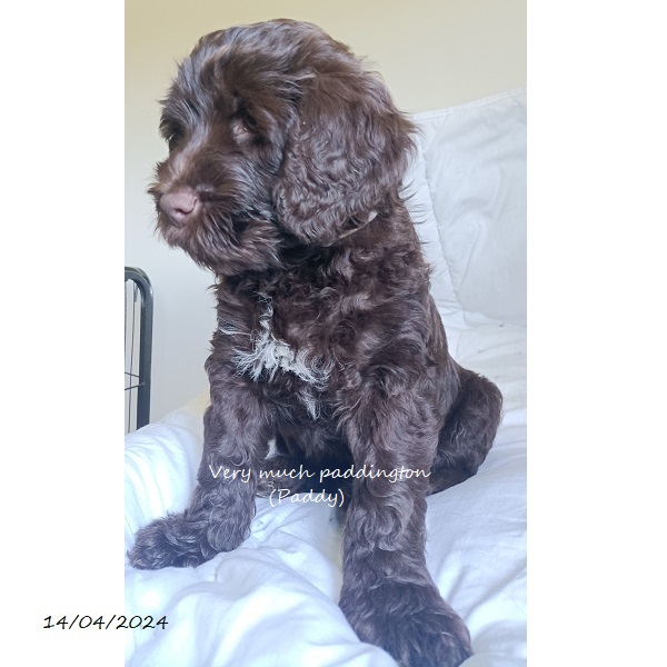 portuguese water dog puppy