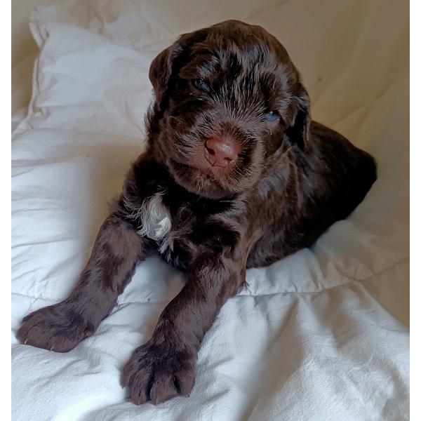 portuguese water dog puppy