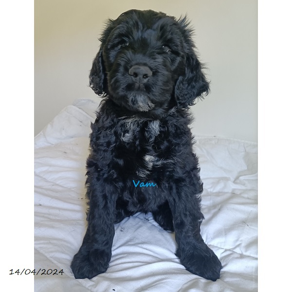 portuguese water dog puppy