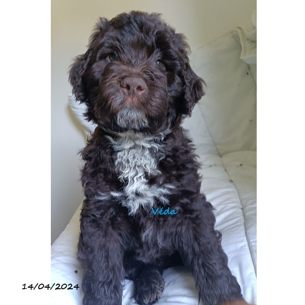 portuguese water dog puppy