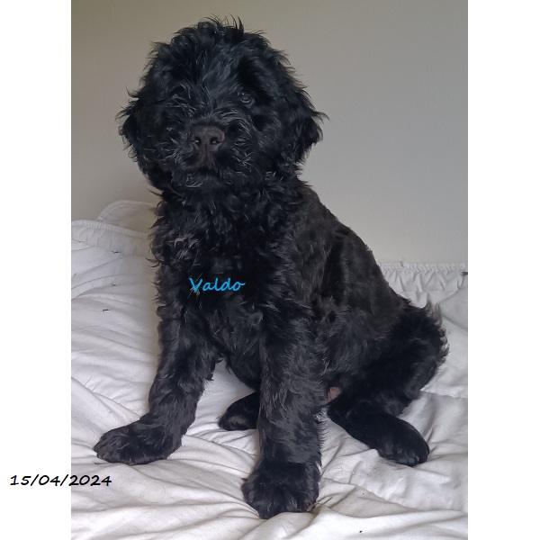 portuguese water dog puppy