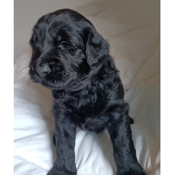 portuguese water dog puppy