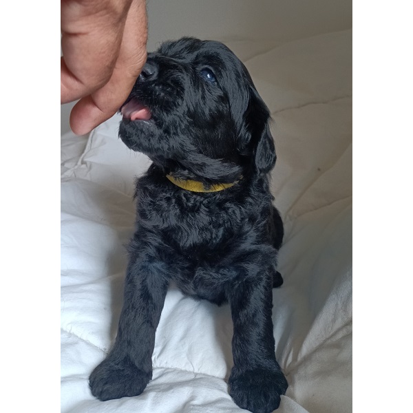 portuguese water dog puppy