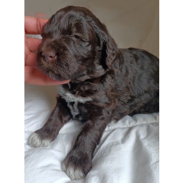 portuguese water dog puppy