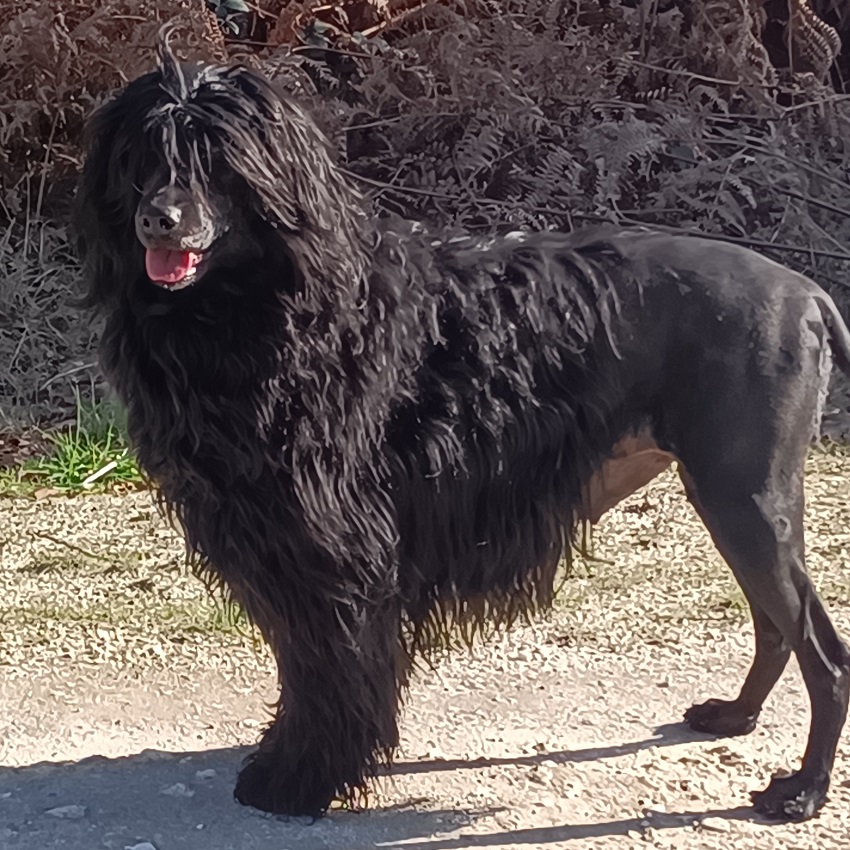 Onyx des Fees de Breiz - portuguese water dog