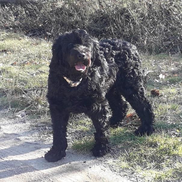 Portuguese water dog