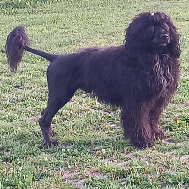 chien d’eau portugais : Multi CH Orteno