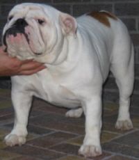 English bulldog, Paige V.D. Flying Bulldog